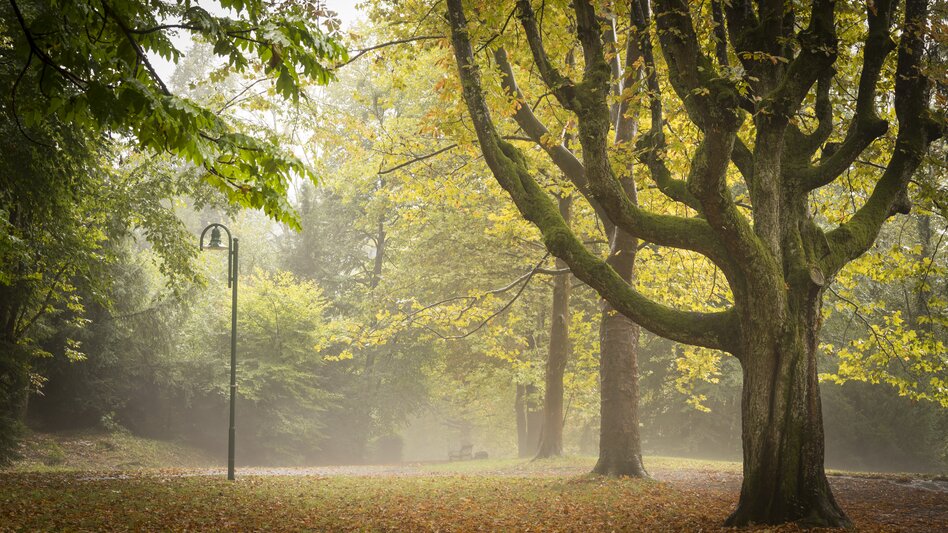 Herbstliche Baumallee im historischen Kurpark Bad Gleichenberg im Thermen- & Vulkanland Steiermark