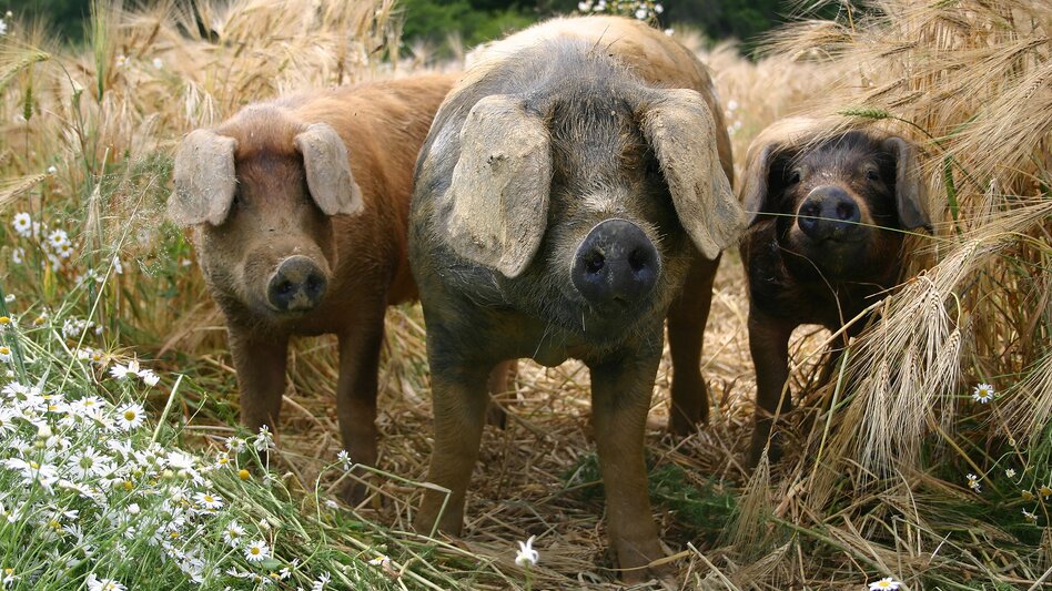 Labonca Schweine am Biohof in Burgau | © Tourismusverband Thermen- Vulkanland, Labonca Biohof