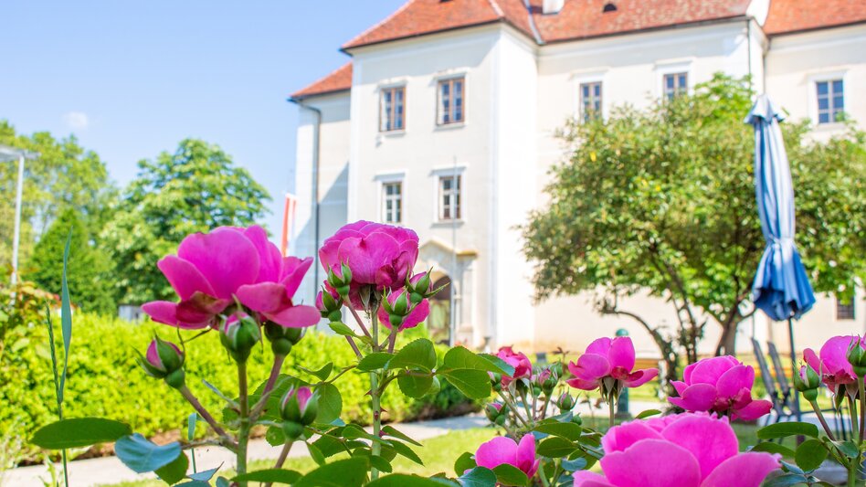 Pinke Rosen blühen vor dem Wasserschloss Burgau im Thermen- & Vulkanland Steiermark