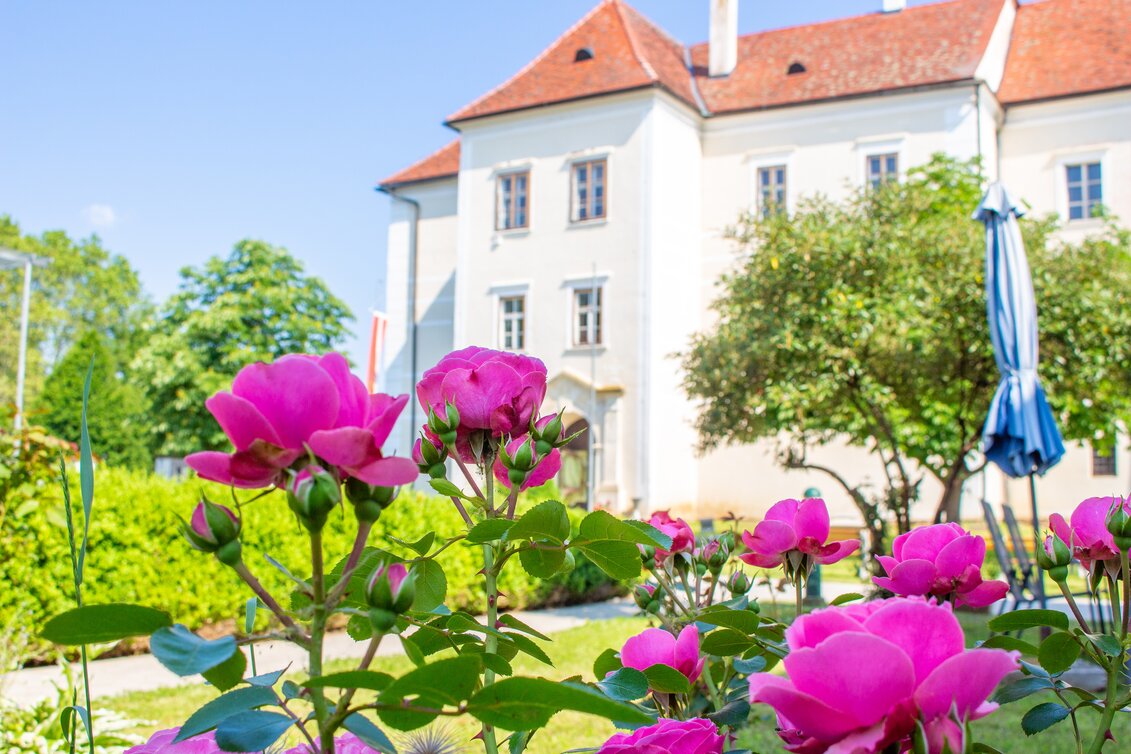 Pinke Rosen blühen vor dem Wasserschloss Burgau im Thermen- & Vulkanland Steiermark