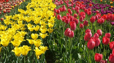 Tulpen in Edelsbach bei Feldbach | © Thermen- & Vulkanland | © Gemeinde Edelsbach