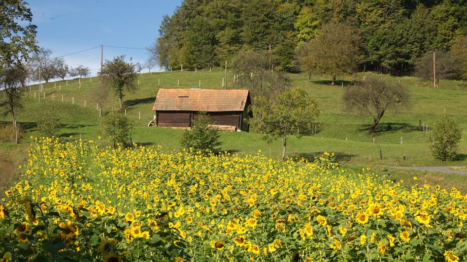 Sonnenblumenfeld in der hügeligen Südoststeiermark | © Marktgemeinde Jagerberg