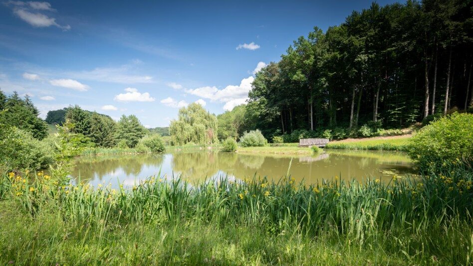 Naturteich umgeben von Wiesen, Schilf und Wald in Unterlamm im Thermen- & Vulkanland.