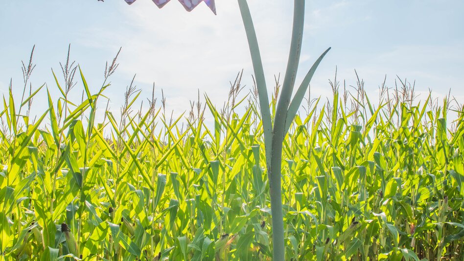 Schachblume in Großsteinbach in der Oststeiermark