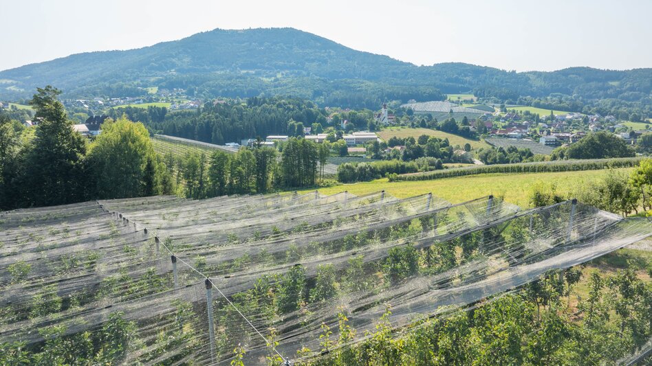 Apfelbäume in Puch im Apfelland
