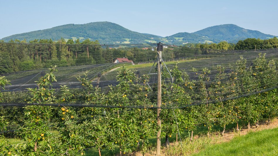 Apfelbäume in Puch bei Weiz im Apfelland