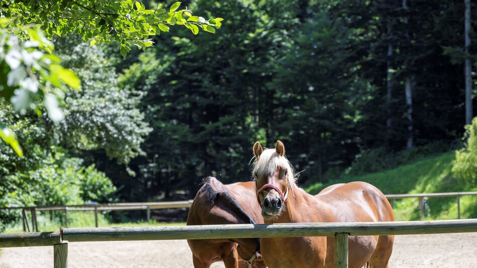Pferde in Miesenbach im Joglland