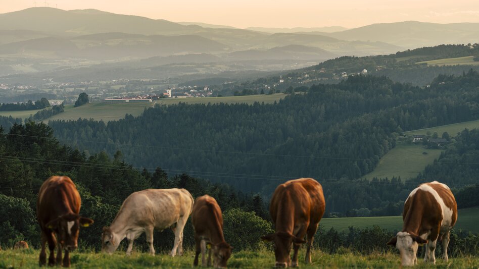 Wanderlandschaft in Schäffern in der Oststeiermark