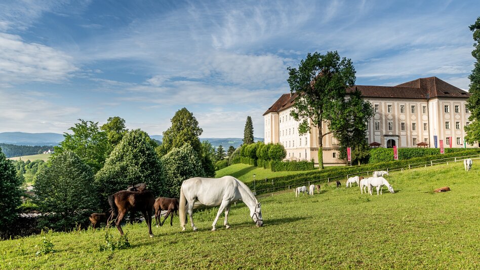 Lipizzanergestüt Piber