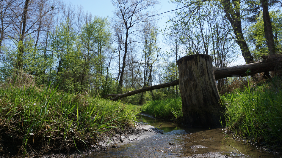 Bachlauf in Gössendorf | © Johannes Ulrich