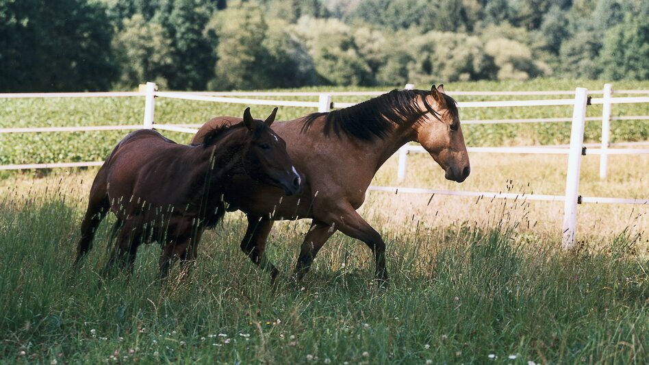 Reiten in Kainbach bei Graz