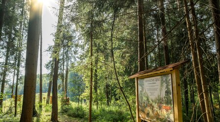 Forest nature trail in Lieboch | © Graz Region | Mias Photoart
