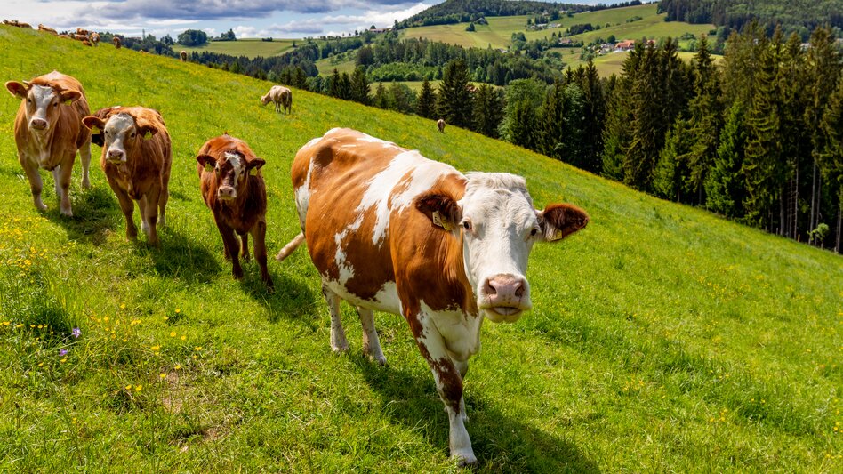 Wandern auf der Weide mit Kühen in Semriach