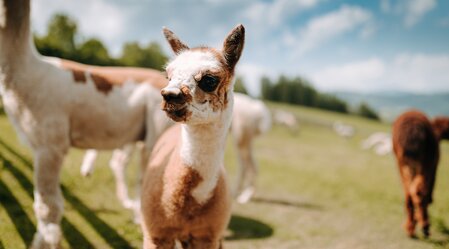 Alpacas at the Zottlerhof | © Zottlerhof | VANESSA NIMMRICHTER