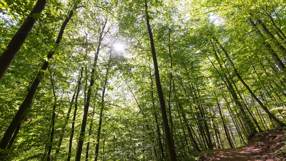 Die Natur und Wälder in Laßnitzhöhe bei Sonnenschein genießen