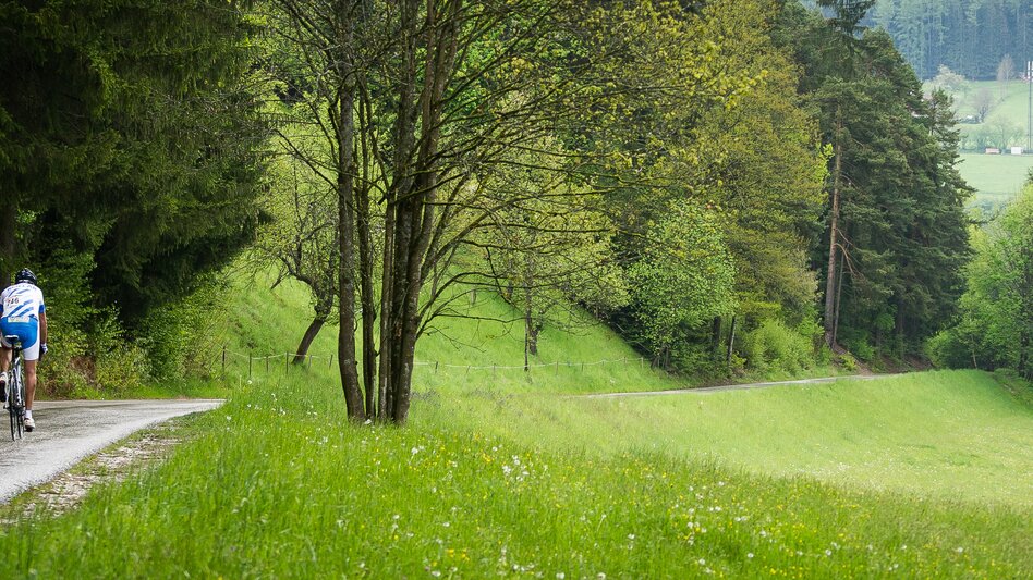 Ein Radfahrer fährt mit seinem Rad durch eine Waldstraße