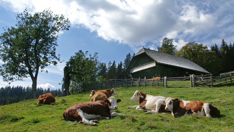 Eine altes Bauernhaus aus Holz davor liegt eine Herde Kühe