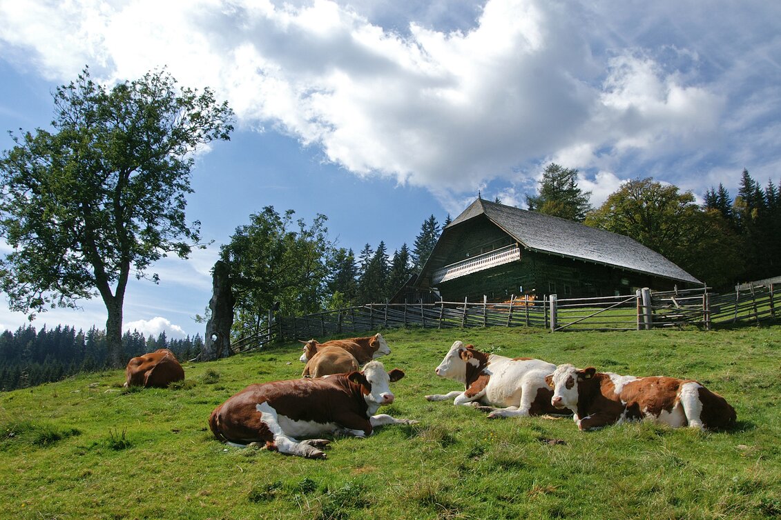 Eine altes Bauernhaus aus Holz davor liegt eine Herde Kühe