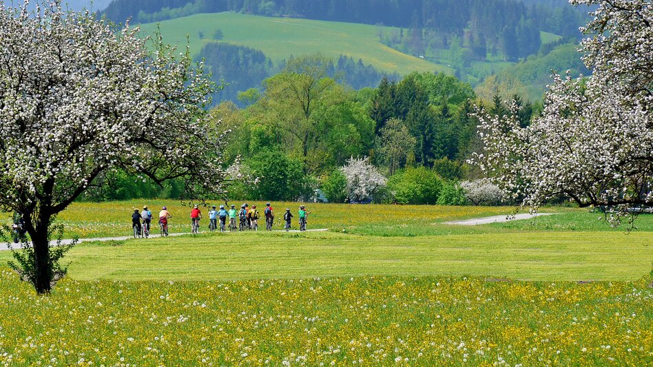 Eine Gruppe Radfahrer fährt entlang einer Straße, links und rechts grüne und blühende Wiese