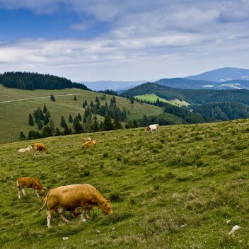 Mariazeller Weg, Teichalm | © STG | Leo Himsl | ETZ-Pilgrimage Europe SI-AT