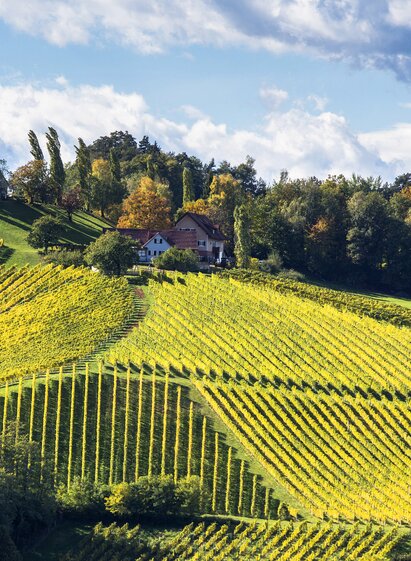 Südsteirische Weinstraße (Lubekogel/Gamlitz)