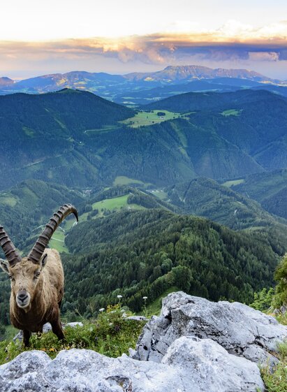 Alpensteinbock auf der Roten Wand/Teichalm mit Blick auf Grazer Bergland
