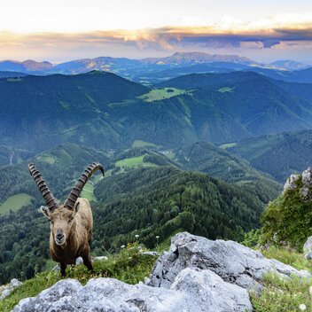 Alpensteinbock auf der Roten Wand/Teichalm mit Blick auf Grazer Bergland | © STG | Volker Preusser