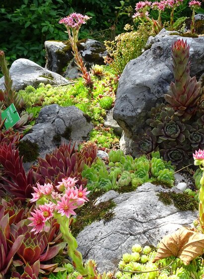 Alpengarten, Bad Aussee, robuste Alpenblumen | Anna Steiner | © Anna Steiner