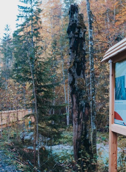 Auszeitsteig Zinkgraben in Sankt Gallen im Gesäuse | Barbara Nachbagauer