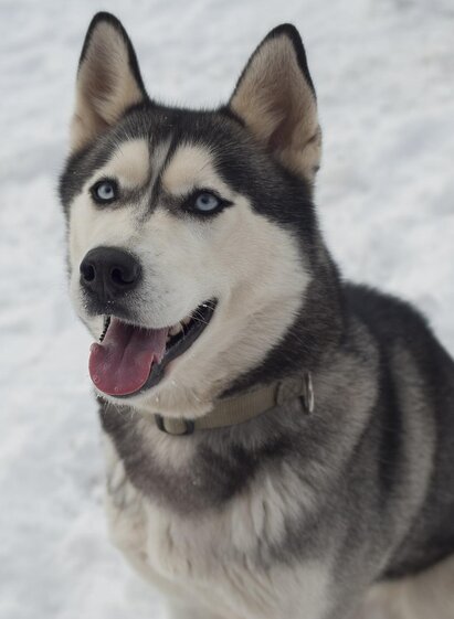 HuskyHaberl-Husky-Murtal-Steiermark | Husky Haberl | © Husky Haberl