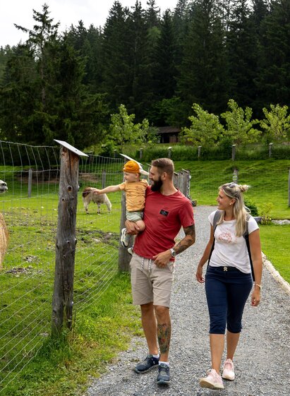 Alpaka | Tom Lamm | © Tourismusverband Murau