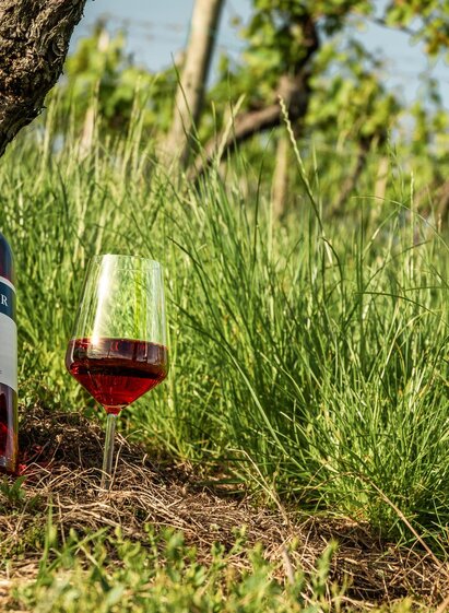 Roséwein im Weingarten des Weinguts Johann Reicher | MICHAELA PFLEGER | © Region Graz - Mias Photoart