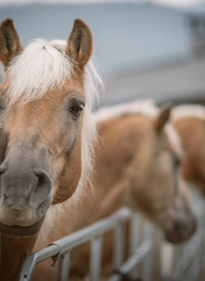 Reiten im Gesäuse | © Stefan Leitner