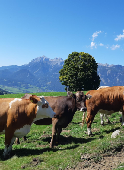 Kuhwiese | © Hirzhof