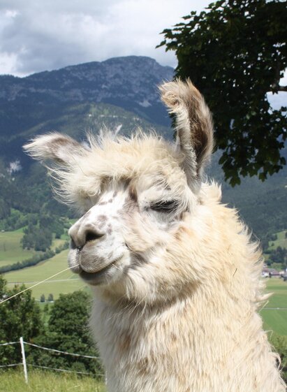 Lama am Klausnerhof mit Blick ins Ennstal | © Klausnerhof